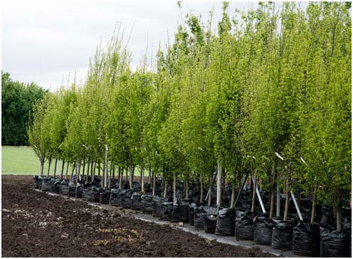 Бузулучане  намерены высадить «Миллион  деревьев»